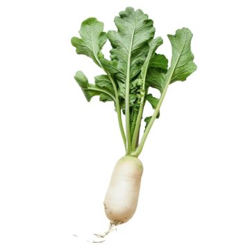 Daikon Radish With Green Stem Vegetable Root Daikon Radish Garden