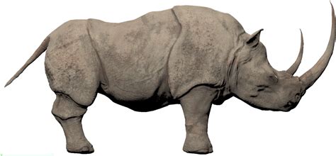 Free Rhino Transparent Images