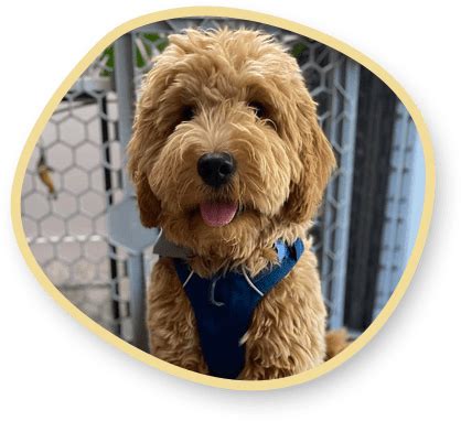 Goldendoodle Puppies - Adopt Now