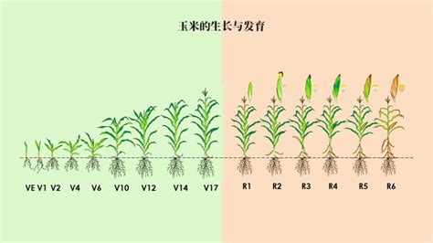 玉米的生长过程图片及文字从种子的萌发到完熟图解 农村知识网