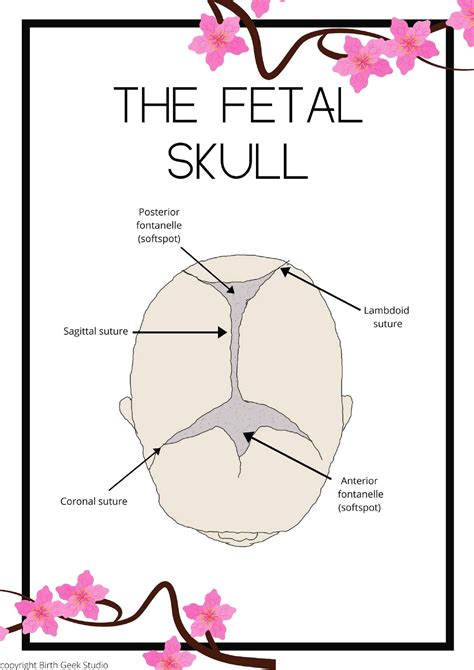 The Fetal Skull anatomy diagram educational poster | Etsy