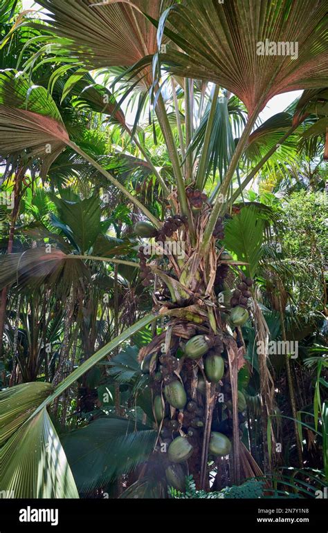 Huge Nuts Of Coco De Mer Palm Tree In Vallee De Mai Praslin Island