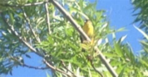 [california] Tiny Yellow Breasted Bird With A Loud Short Chirp Sorry For Potato Quality Photo