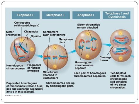 Chapter 13 Meiosis Sexual Life Cycles Courtesy Of