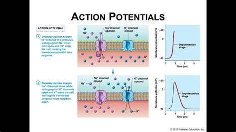 Action Potentials Of Skeletal Muscles YouTube