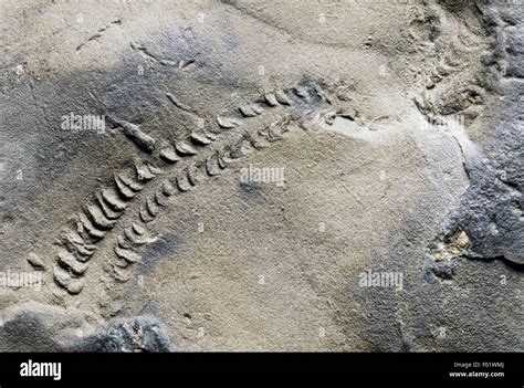 Trace Fossils Footprints