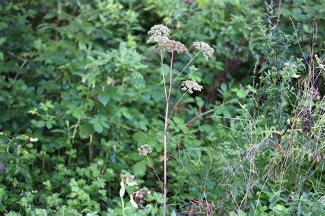 Angelica Sylvestris Wald Engelwurz Wald Engelwurz Angel Flickr