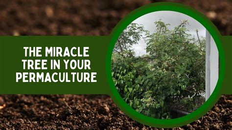 Moringa The Miracle Tree In Your Permaculture Health Benefits And