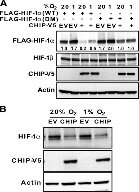 Hsp And Chip Selectively Mediate Ubiquitination And Degradation Of