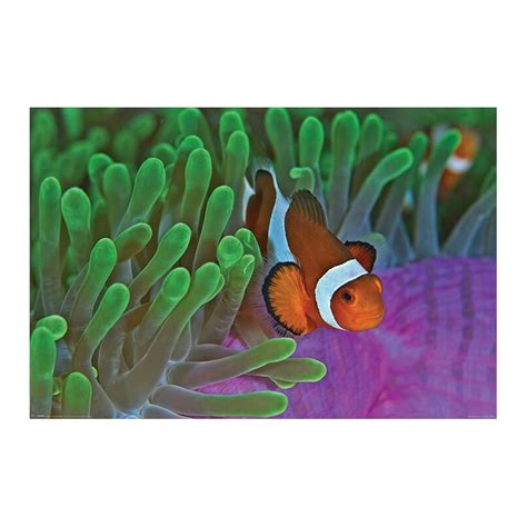 Comprar Poster Pez Payaso And Anemonas Envío 24h