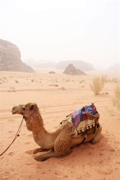 Cammelli Nel Deserto Sabbioso Wadi Rum Giordania Immagine Stock