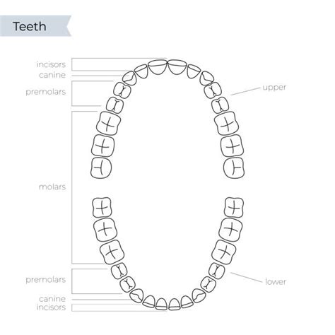 540+ Bicuspid Tooth Illustrations, Royalty-Free Vector Graphics & Clip ...