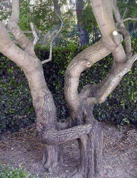 Weird Shaped Trees