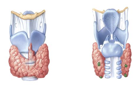 Anterior And Posterior View Of The Larynx Diagram Quizlet