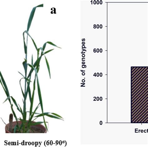 The Dynamics Of Leaf Angle Across 34 Wheat Genotypes A Photographs Of