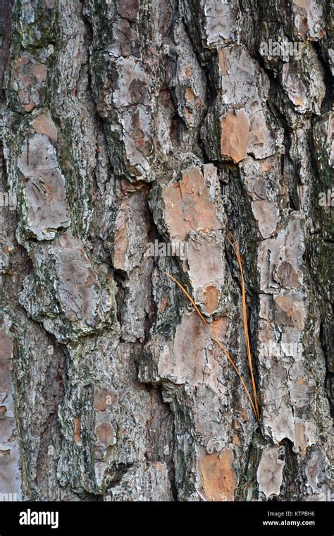 Loblolly Pine Bark