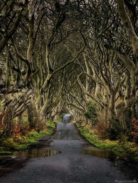 The Dark Hedges Bregagh Road Photo Spot Stranocum