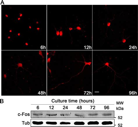 The Moonlighting Protein C Fos Activates Lipid Synthesis In Neurons An