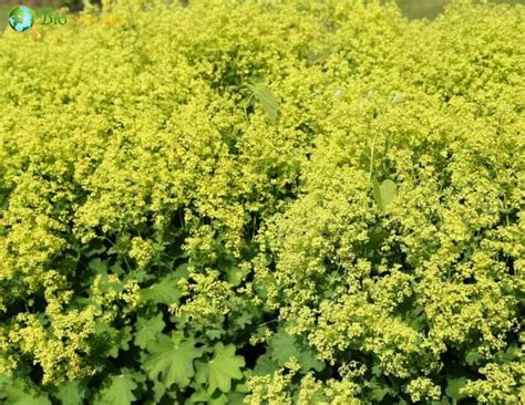 Lady's Mantle Flower | Alchemilla mollis | BioExplorer.net