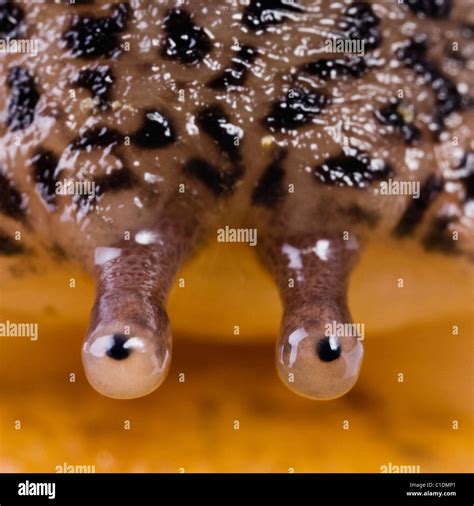 Leopard Slug Limax Maximus Stock Photo Alamy