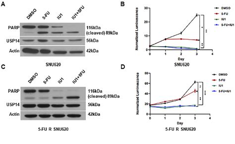 Figure From Usp Inhibition Regulates Tumorigenesis By Inducing