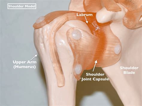 Injury Analysis Of A Torn Labrum Shoulder