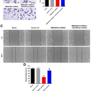 Mir Hg Knockdown Inhibits Migration And Invasion Of Melanoma Cells