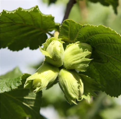 Hazelaar Corylus Avellana Webbs Prize Cobb Overig Biologische