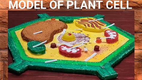 Easy Way To Make The Model Of A Plant Cell Vaigam Tb4bs Youtube