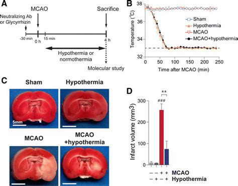 Hypothermia Reduces Ischemic Infarct Volume In Mcao Rats A An