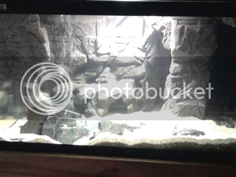 my DIY aquarium background | Cichlid Fish Forum