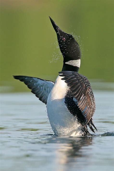 Minnesota State Bird Picture Bird Picture