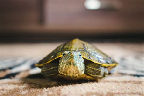 Type of Pet Turtles - A Comprehensive Guide to Choosing