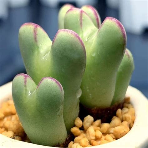 Live Plant Conophytum Bilobum Cluster Heads Rare Succulents Cute