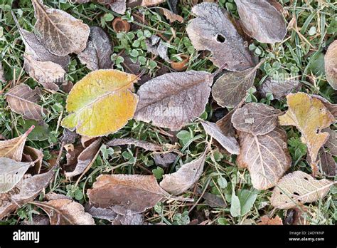 Decomposing Leaf Litter Hi Res Stock Photography And Images Alamy