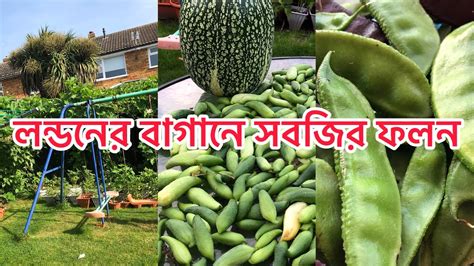 SHOCKER BAGAN আমর বগনর সবজ HARVESTING 2024 YouTube