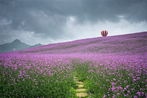 Cama De Flores P Rpuras China Guizhou Tongzi Guizhou Del Norte