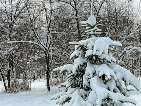 Premium Photo | Pine christmas tree with snow in forest