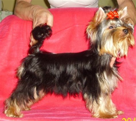 Yorkshire, Terrier, Zwinger, vom Haus English Cream, in, Berlin., Zucht