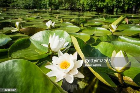 1,461 Swamp Lily Stock Photos, High-Res Pictures, and Images - Getty Images