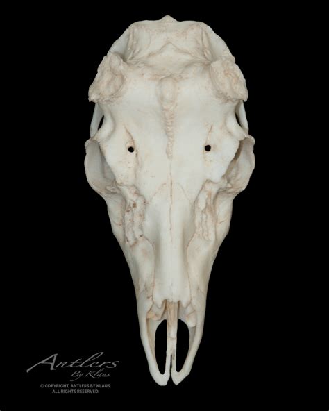 Mule Deer Skull Antlers By Klaus