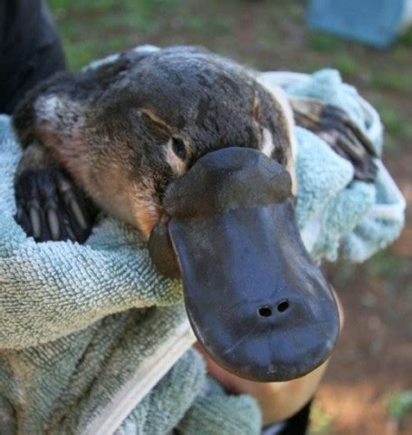 Australia's 'irreplaceable' platypus threatened by dams: study - eNCA