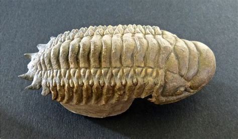 Trilobite Collection Discover Ancient Arthropods Amnh Trilobite