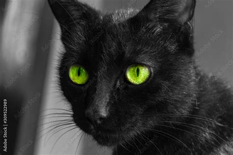 Gato preto de olhos verdes Stock Photo | Adobe Stock