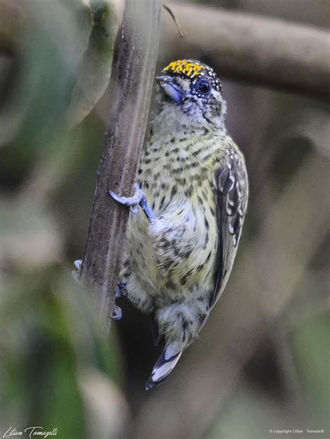 Pica Pau An O Dourado Biofaces Bring Nature Closer