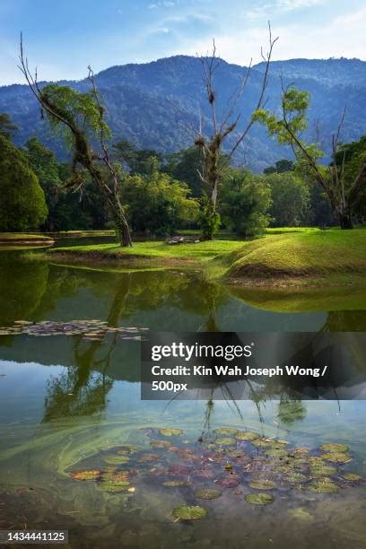 19 Taiping Lake Gardens Stock Photos, High-Res Pictures, and Images ...