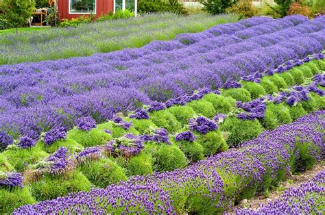 11 U.S. Lavender Farms You Can Visit