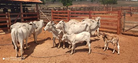 Polícia Recupera Cabeças De Gado Furtadas Em Fazenda De Mt Mato