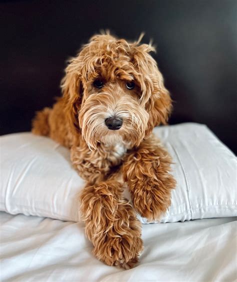 How Much Is An Australian Labradoodle Puppy