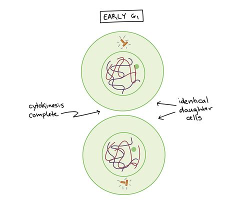 Phases Of Mitosis The Cell Cycle Cell Division Article Khan